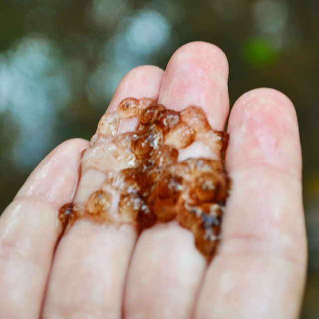 New Video! Link in bio! Found some eggs in a creek at the cabin that we are staying at in the woods. Do you know what they are? @thetravelvlogfamily #travelvlog #family #familytravel #familytravels #travelingfamily #familythattravels #adventure #adventure_culture #adventuring #inthewoods #nature #naturelover #travel #traveling