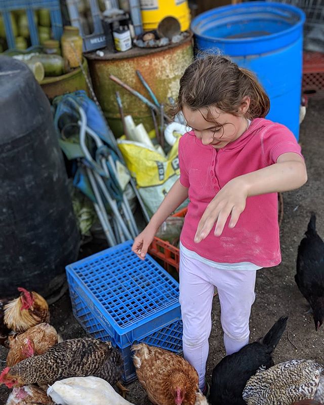 It's feeding time!! I get to feed all of the animals on the farm in our latest video!
Chickens βοΈ
Hens βοΈ
Ducks βοΈ
Rabbits βοΈ
Turkey βοΈ
Mr Bitey βοΈ
Link for the video in bio! @thetravelvlogfamily .
.
.
.
.
#travelvlog #family #kidstravel #kidstravellers #kidstraveller #kidstraveler #kidstravel #kidstraveling #kidstraveltoo #kidstravelling #travelkids #kidslovetravel #kidswhotravel #travelwithkids #kidsthattravel #awesometravelkids #travelingkids #welltraveledkids #travellingwithkids #travellingkids #familytravel #familyadventure #familytravelblog #familytravels #familytraveling #familyvlog #familytravelvlog #familyvlogger #familyvloggers