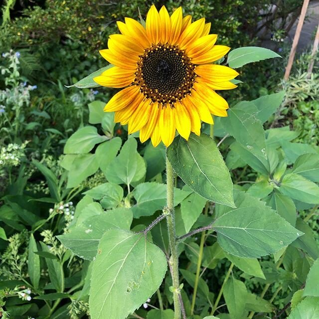 Our first sunflower of the summer!