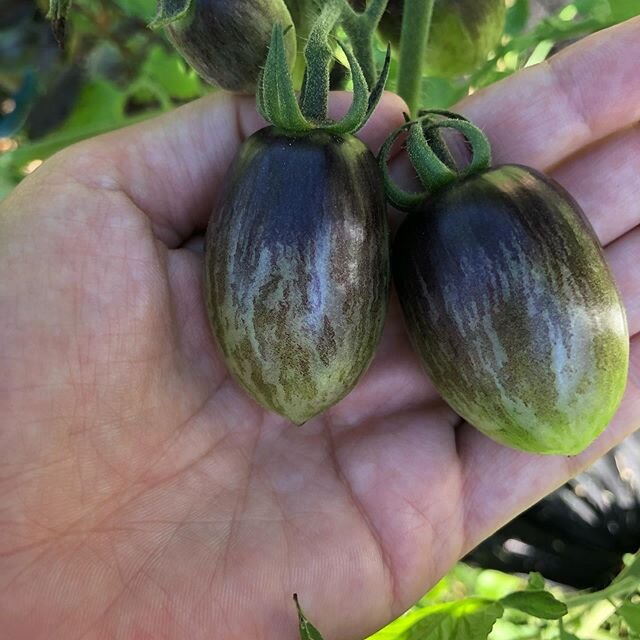 @bakercreekseeds I need advice. My atomic tomatoes are huge! But still not ripe?? I thought they were going to be grape sized?? I&rsquo;m not complaining about how big they are getting. Just want to make sure I&rsquo;m not missing something!