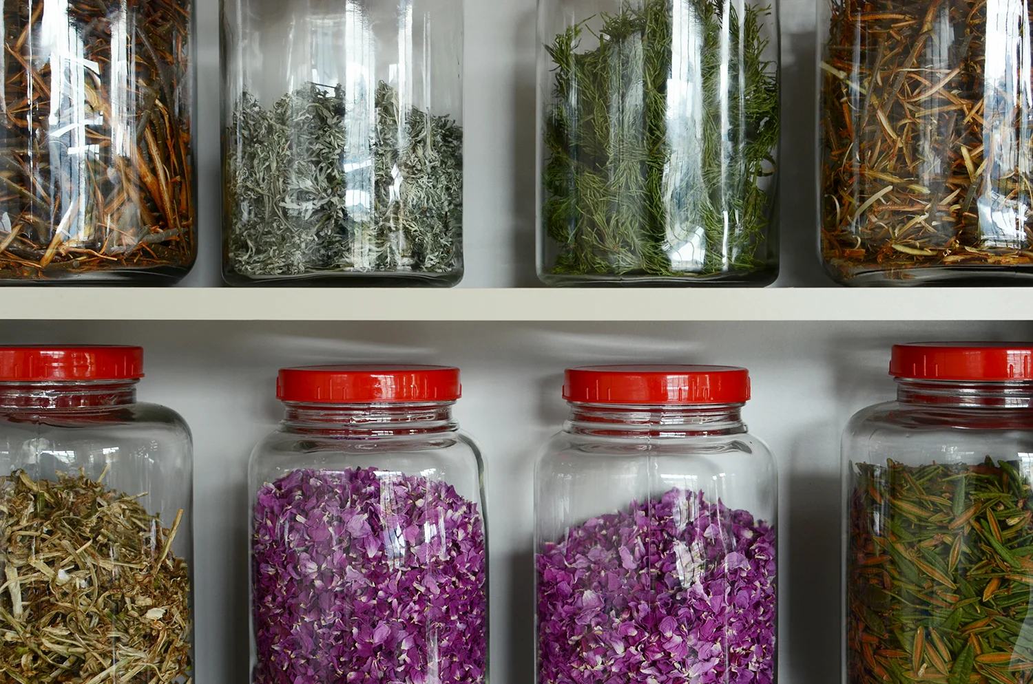What Wolfe collects during her patrols, she brings back to the Learning Centre in Carcross. Her floor-to-ceiling shelf is filled with jars of red elder, caribou leaves, rose petals, Hudson's Bay tea and more. 