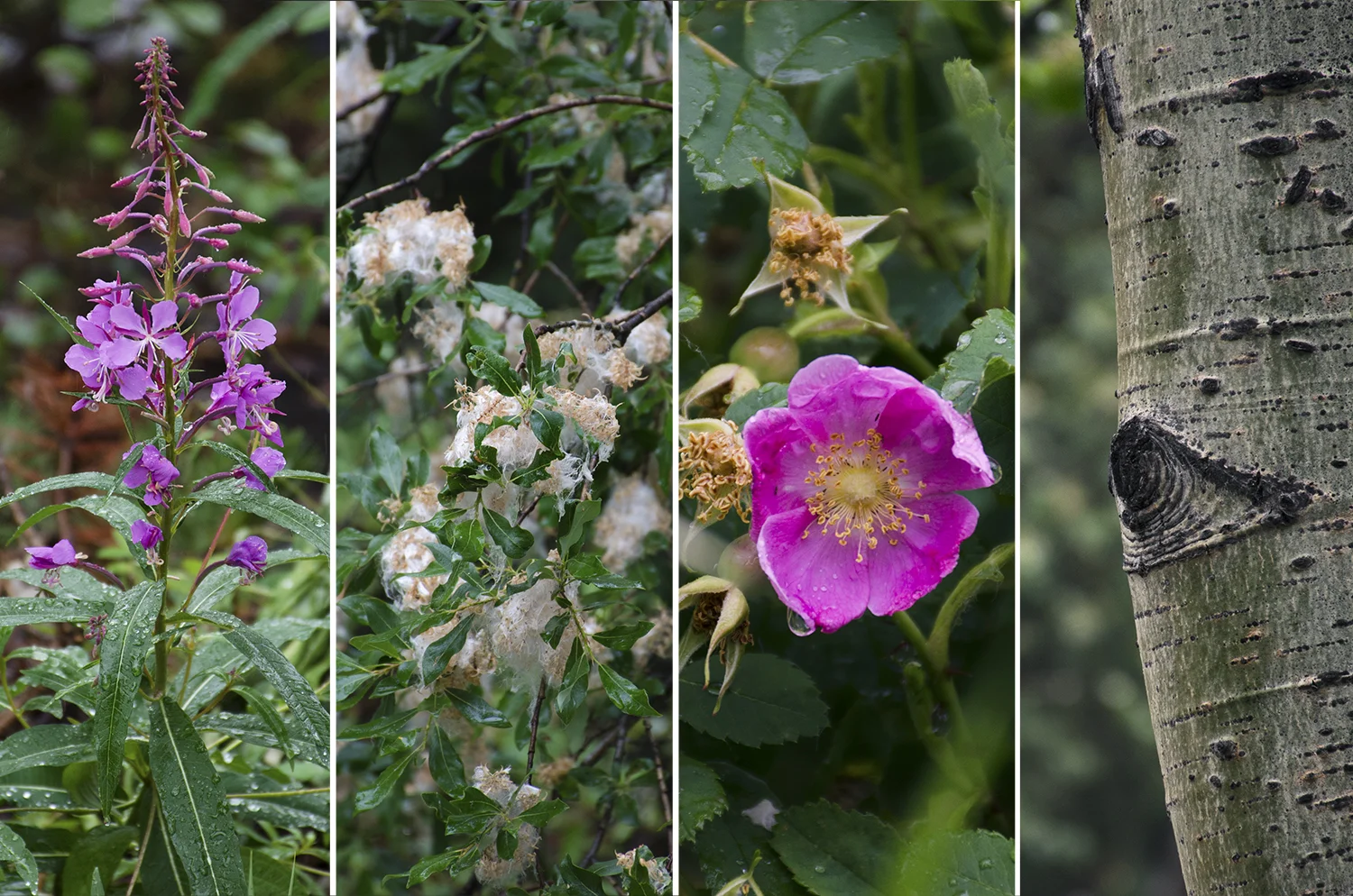 (Left to right) Fireweed, willow, rose and aspen. Gray says fireweed is the talk of the town at the moment when it comes to medicinal plants. It has anti-inflammatory properties. 
