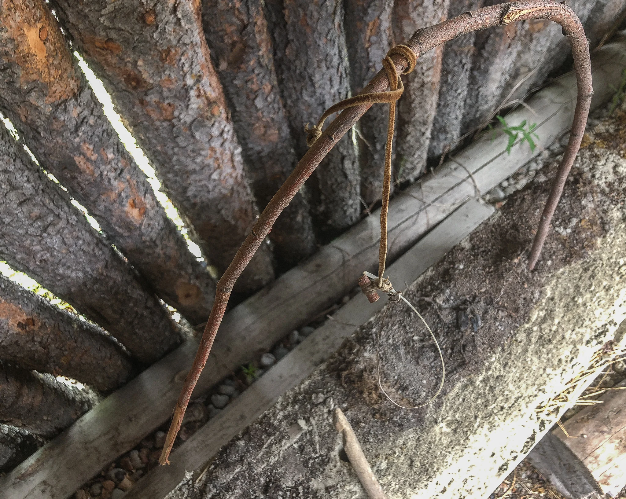 A traditional Southern Tutchone gopher snare on display at the Long Ago Peoples Place in Champagne. A piece of eagle feather is twisted into a hoop and hung in place with a thin piece of hide over a small bent willow branch. Photo: Madison Ranta