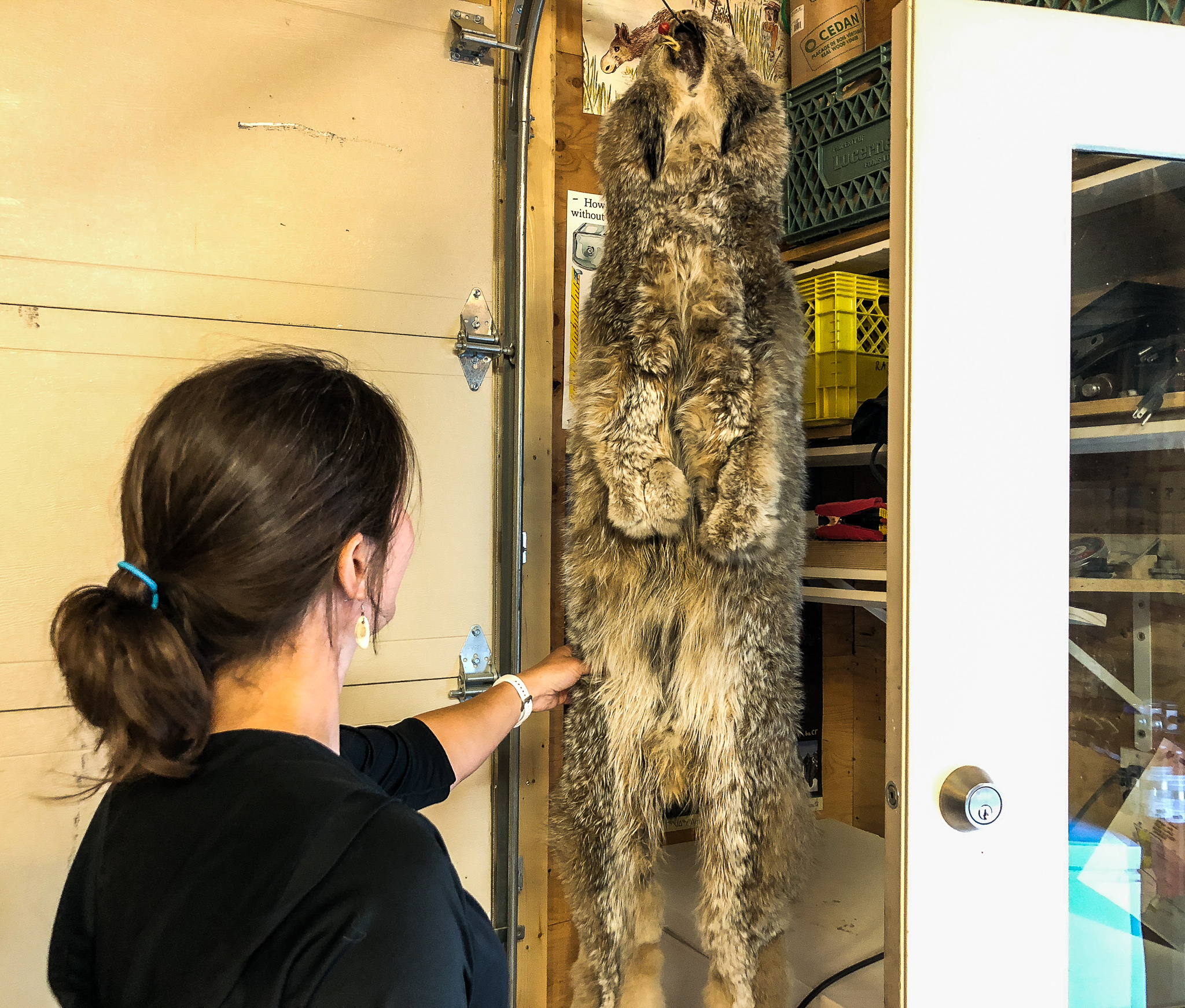 An untanned lynx pelt hangs from the roof of Lisa Preto’s garage. “It feels like dried parchment paper when they’re not tanned,” Preto says. “It’s really thin, and if it gets really dried out they can actually break.” Photo: Madison Ranta
