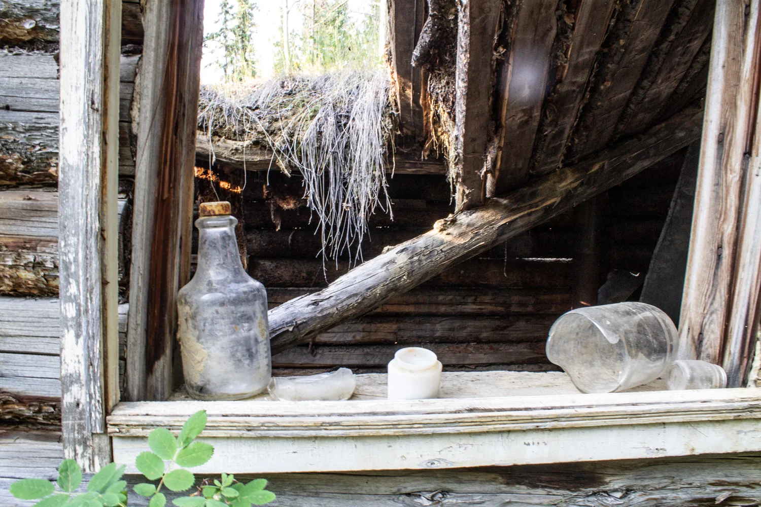 The walls of Dorothy Sam’s cabin sit atop a bed of delicate blooms and greenery. This was the place she and her family called home during her childhood. Sam has many fond memories growing up here. Photos by Kiera Kowalski