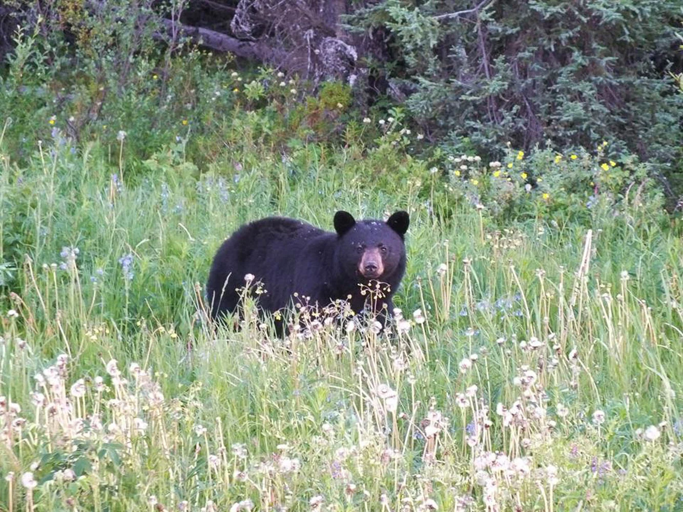 While out in the bush, Ronnie has encountered grizzly bears and black bears, sometimes in groups (Ronnie Young, 2017). 
