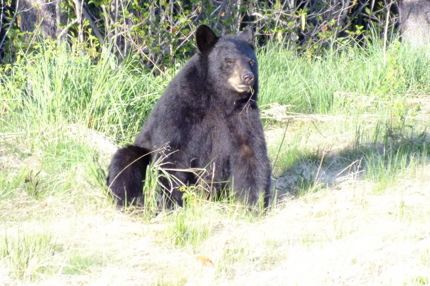 Bears feature prominently in her photography. (Ronnie Young, 2017). 
