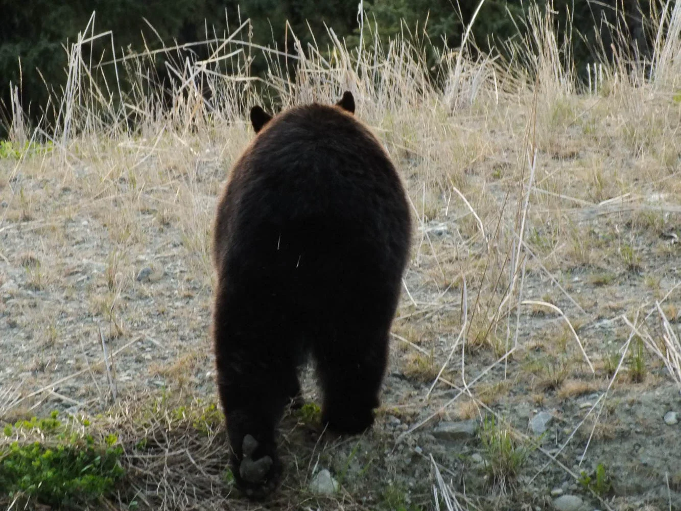 This bear had a recent encounter with a porcupine and walked away with quills in its behind (Ronnie Young, 2016).