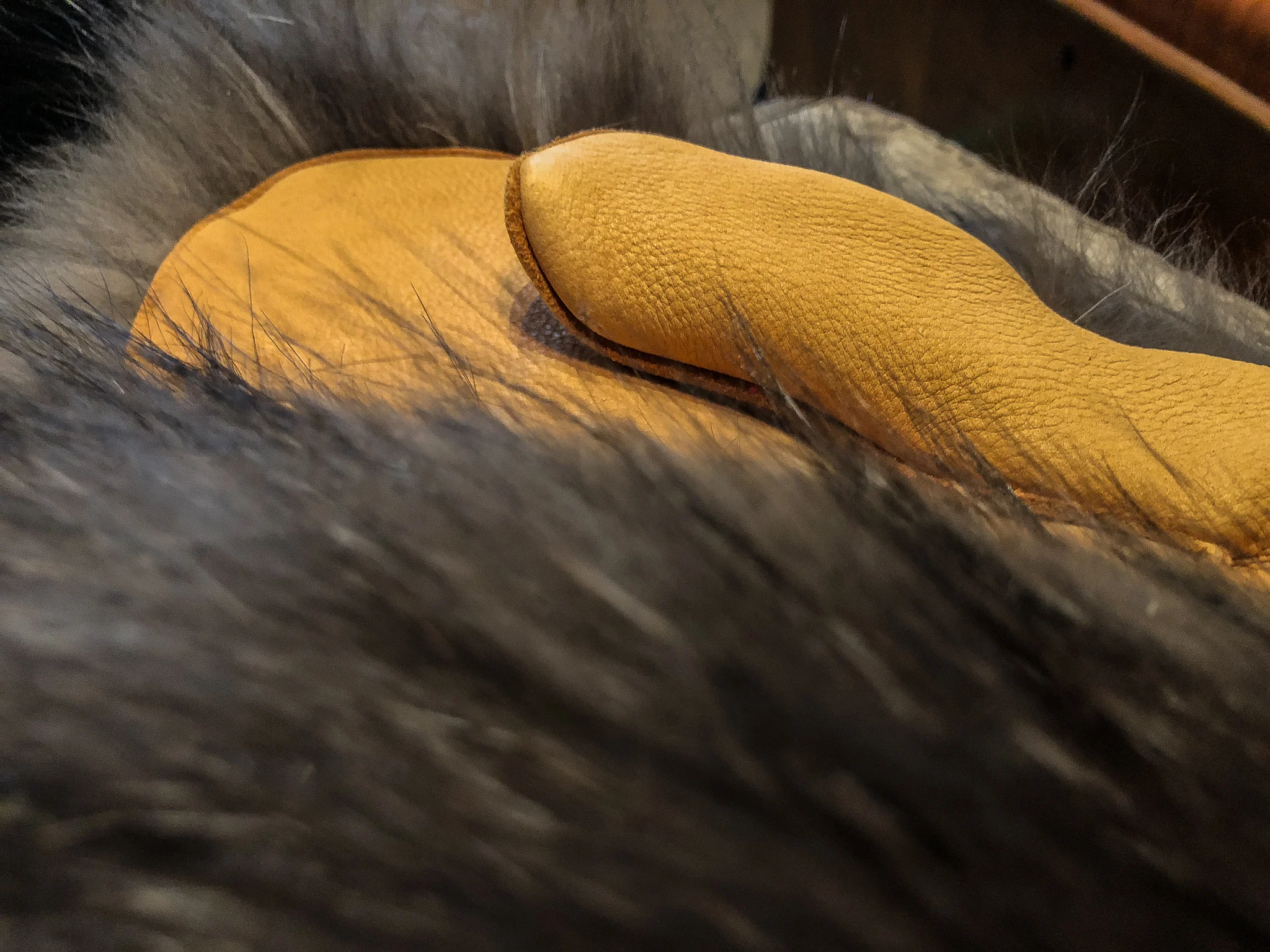 Mitten.jpg
