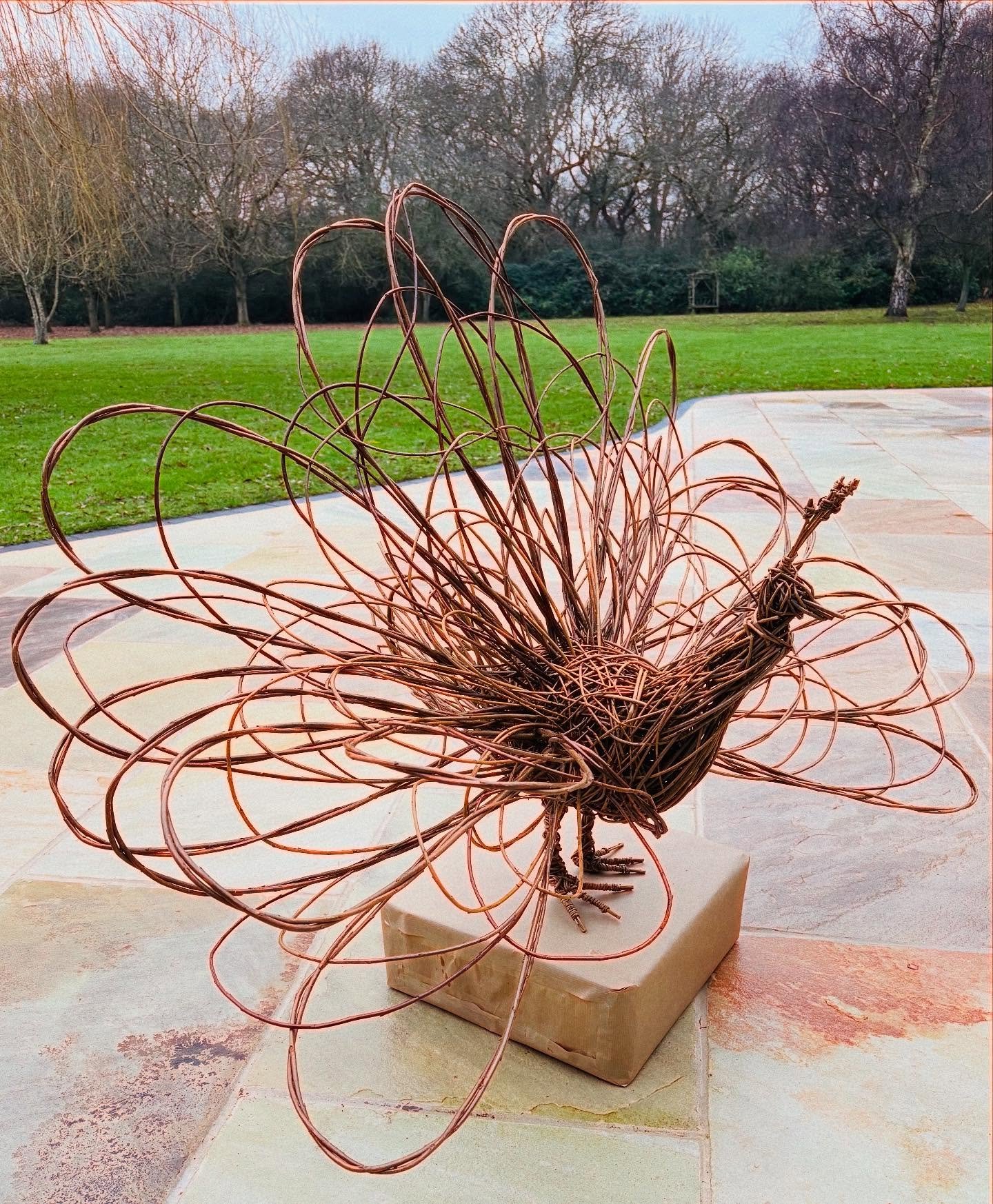 Shake your tail feathers &hellip;.Someone&rsquo;s in for a surprise this Christmas!  #willow#willowsculpture#gardenart#gardendesign#peacock#willowart#randomweave#willowweaving#slowcraft#handmadeintheuk#handwoven