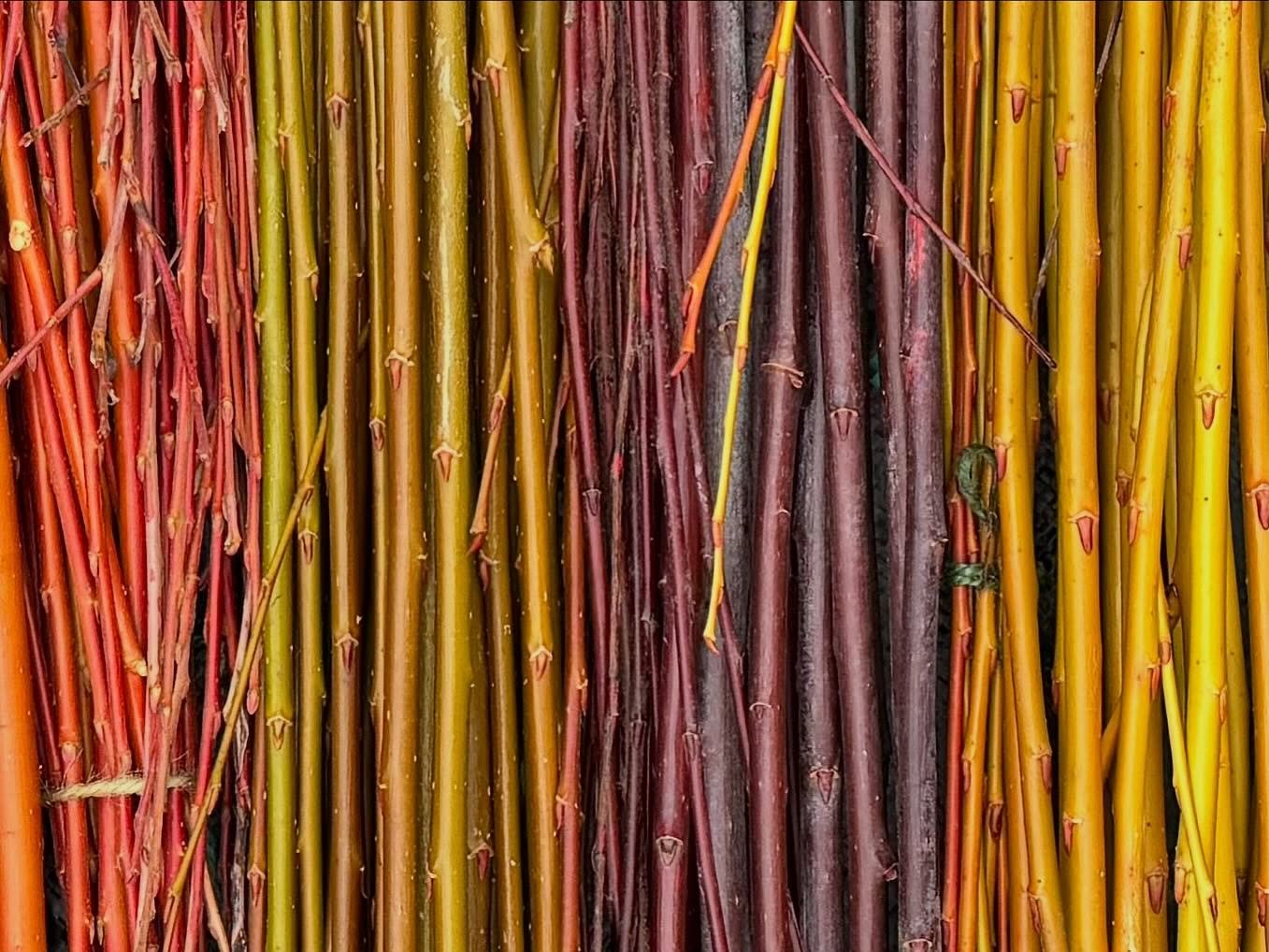 My very first Willow harvest! I am in wonder at natures rich palette - the colours truly sing! Thanks to @warwickshirewillow for cuttings last year. Looking forward to simply twisting  and weaving some magic with these glorious hues.
 #willowharvest#