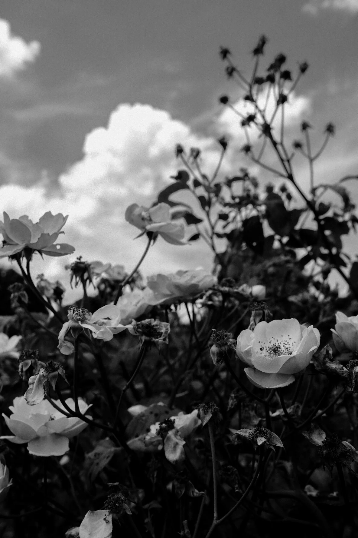 FujiFilm XPro2 XF23mmF.2