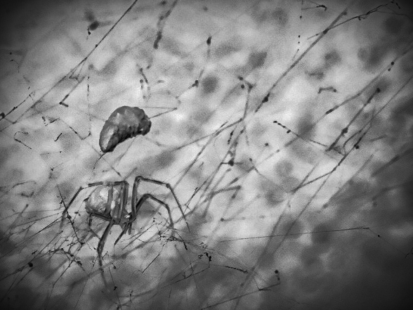 Digital photograph of a house spider, edited for an expressionist look(think The Cabinet of Dr. Caligari). Taken with the Fujifilm XT-3 & XF 23mm f/2 R WR.