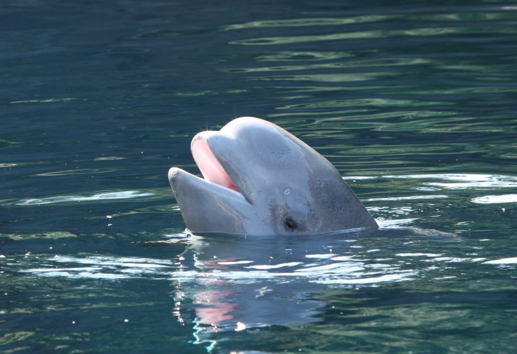 Beluga-2.jpg