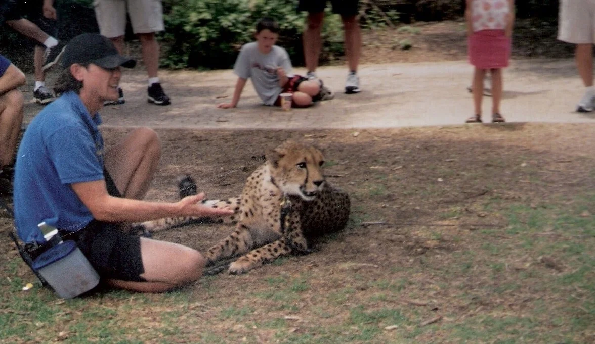 Cheetah.jpg