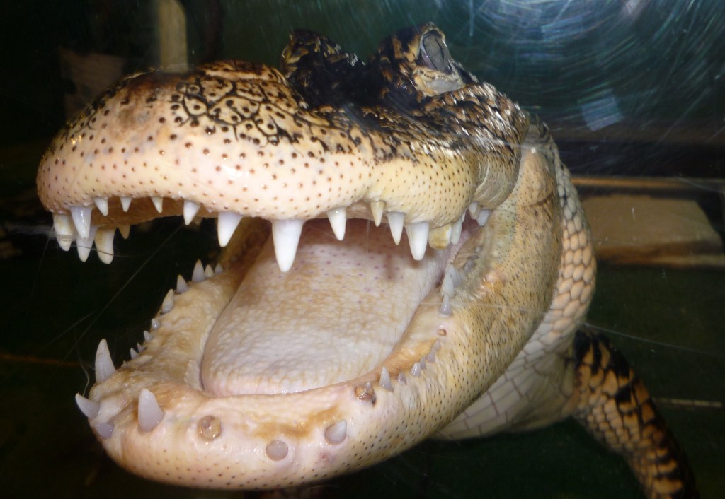 Gator-1.jpg