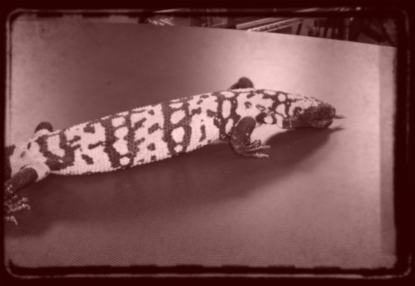 Gila-Monster-1.jpg
