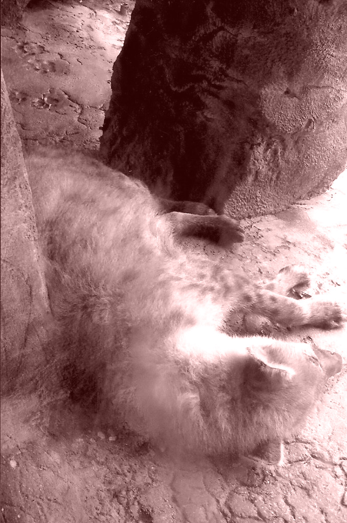 Hyena.jpg