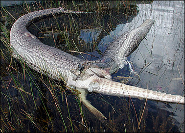 Michael-Barron-Everglades-National-Park.jpg