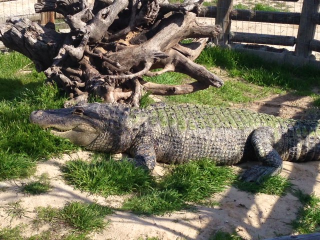 soni-basking.jpg