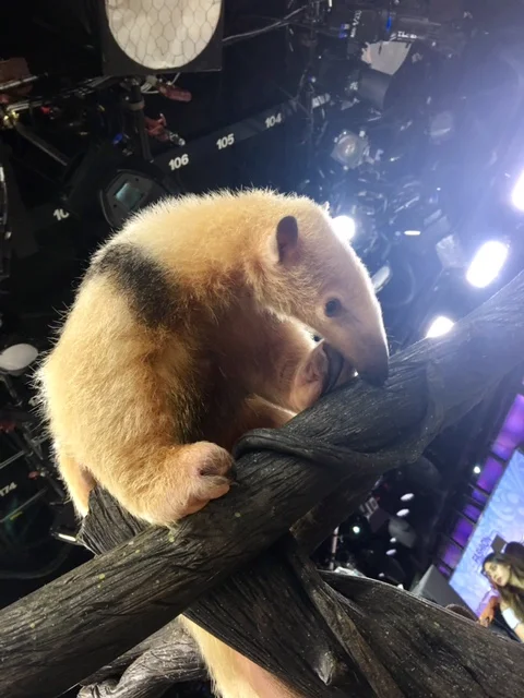 Gus the Southern Tamandua. 
