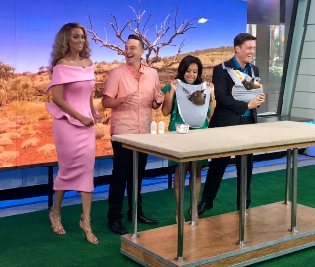 Preparing to go on-air with two 10-month-old wallabies. 