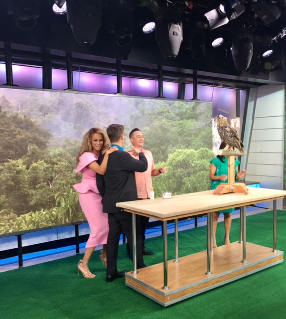 The 3-month-old Eagle Owl about to take off on the set of The TODAY Show. 