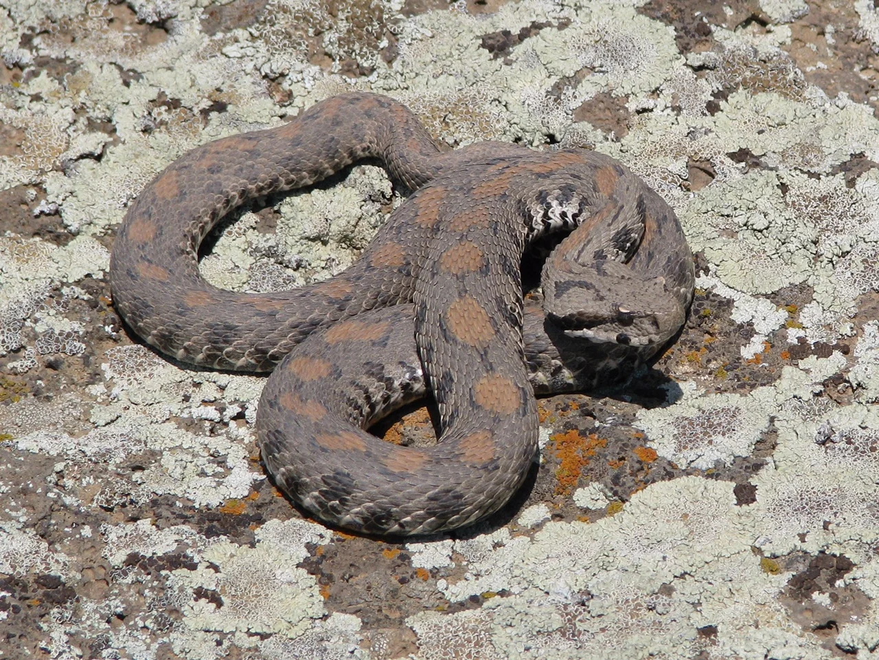 Episode #5: Vipers, Cobras, and Komodo Dragons 