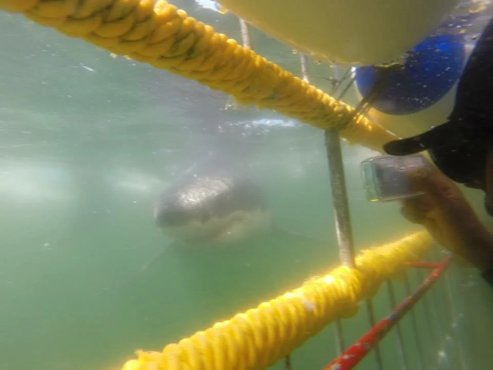 Episode #4: Great Whites, Sea Turtles, Dolphins: Life As An Aquarist episode artwork