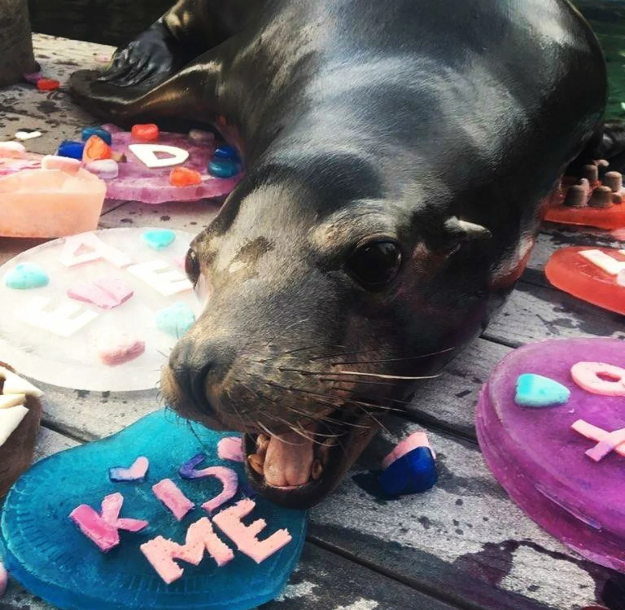 sea lion.jpg