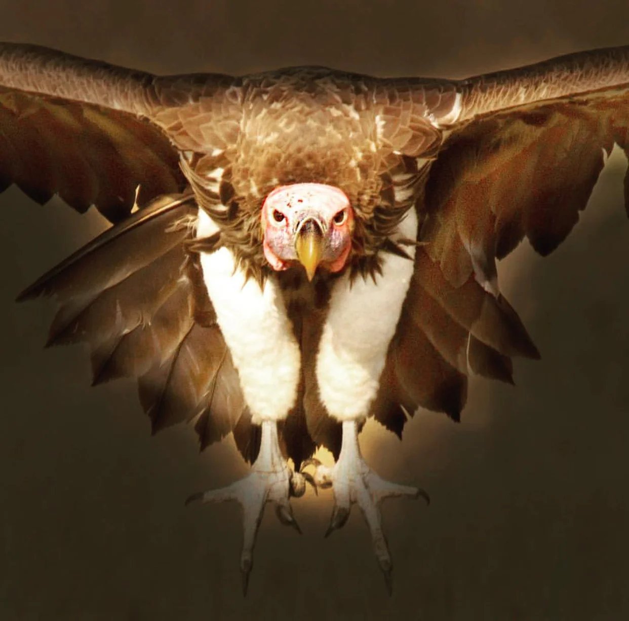 vulture.jpg