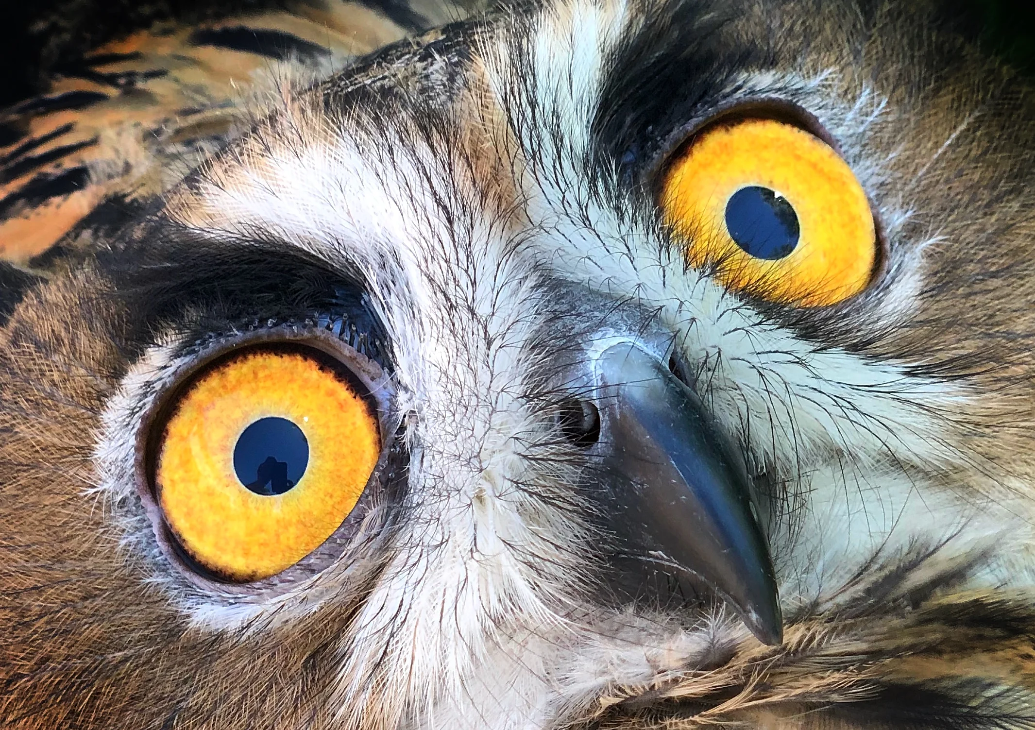 Owl .jpg