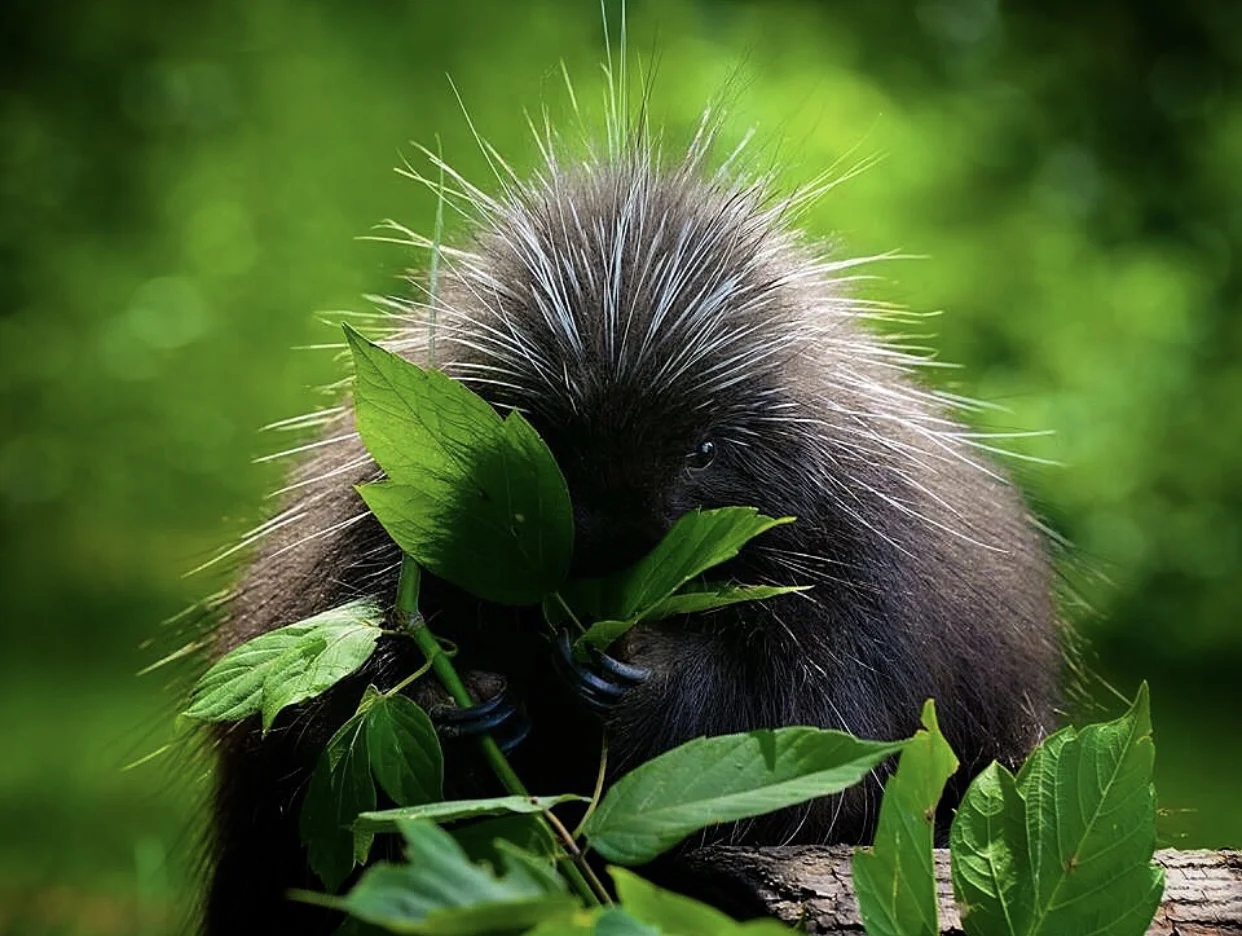 Phyllis Quiller, a North American Porcupine.