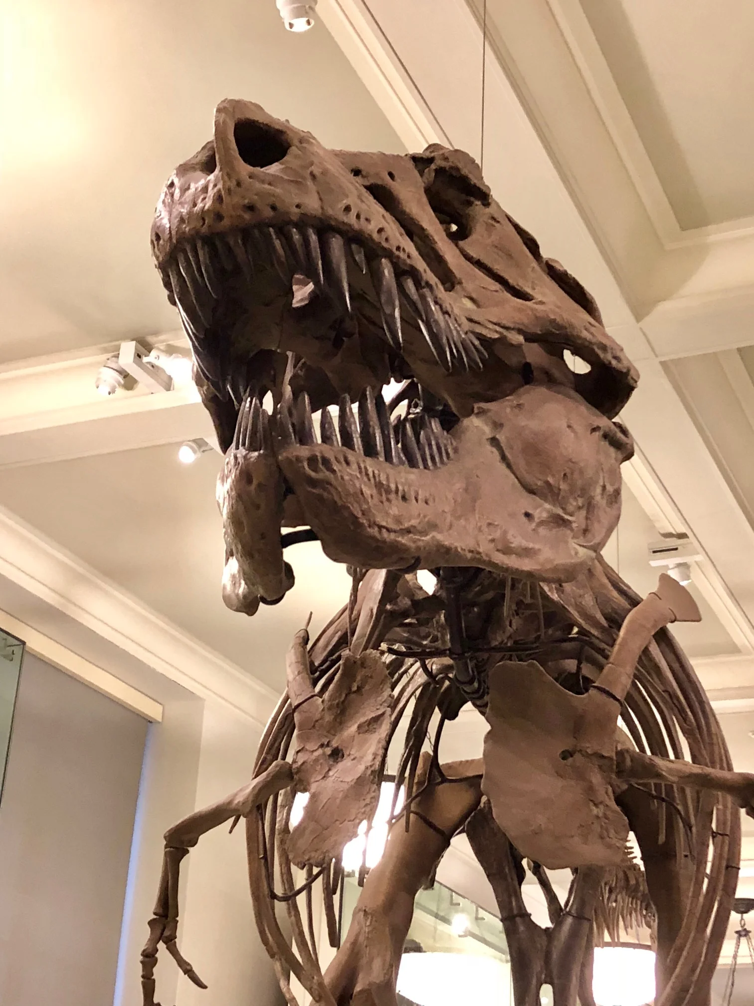 The most famous resident at the Museum of Natural history, the Tyrannosaurus Rex.