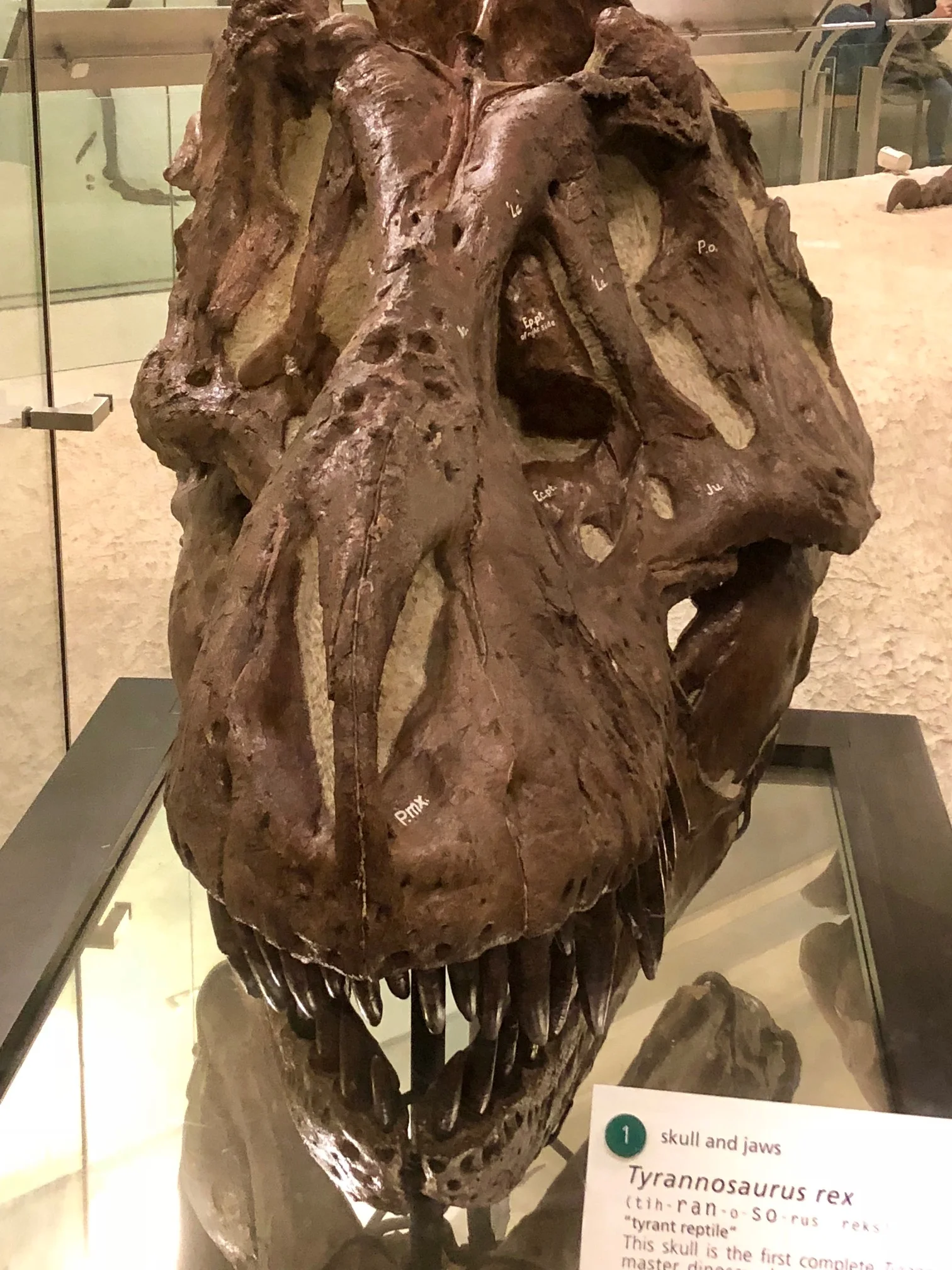 The actual skull is located at the base of the exhibit. It was the first of its kind and was displayed over 100 years ago.