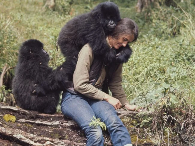dian fossey.jpg