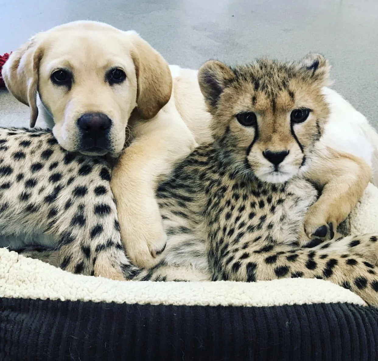Cheetah cub pic.jpg