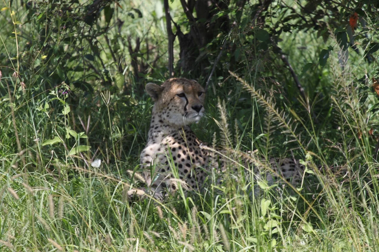 My first wild cheetah sighting in Kenya’s Masai Mara.