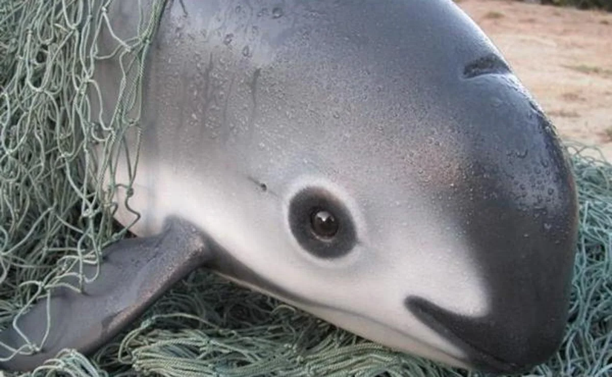 vaquita.jpg
