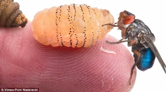 botfly.jpg