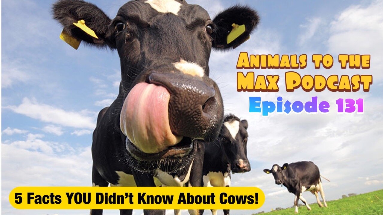 5 Facts YOU Didn't Know About Cows! — 