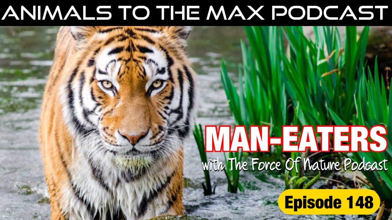 Tsavo man eating lions — Animals To The MAX Podcast — 