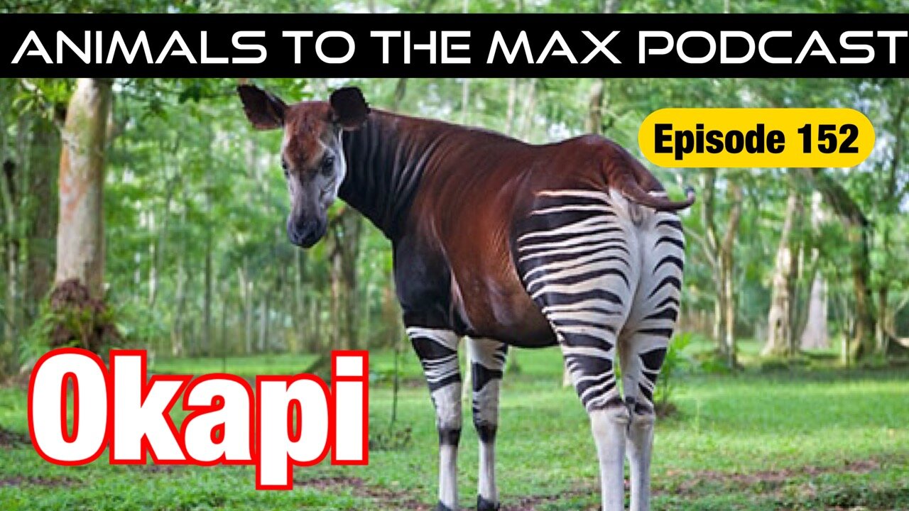 The Most Interesting Animal You've Never Heard Of: The Okapi —  