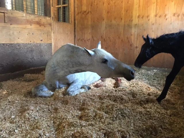 Centurion Jr has arrived!