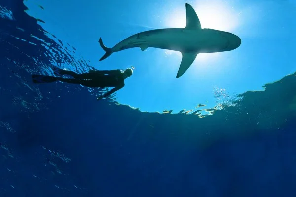 Photo: Ocean Ramsey