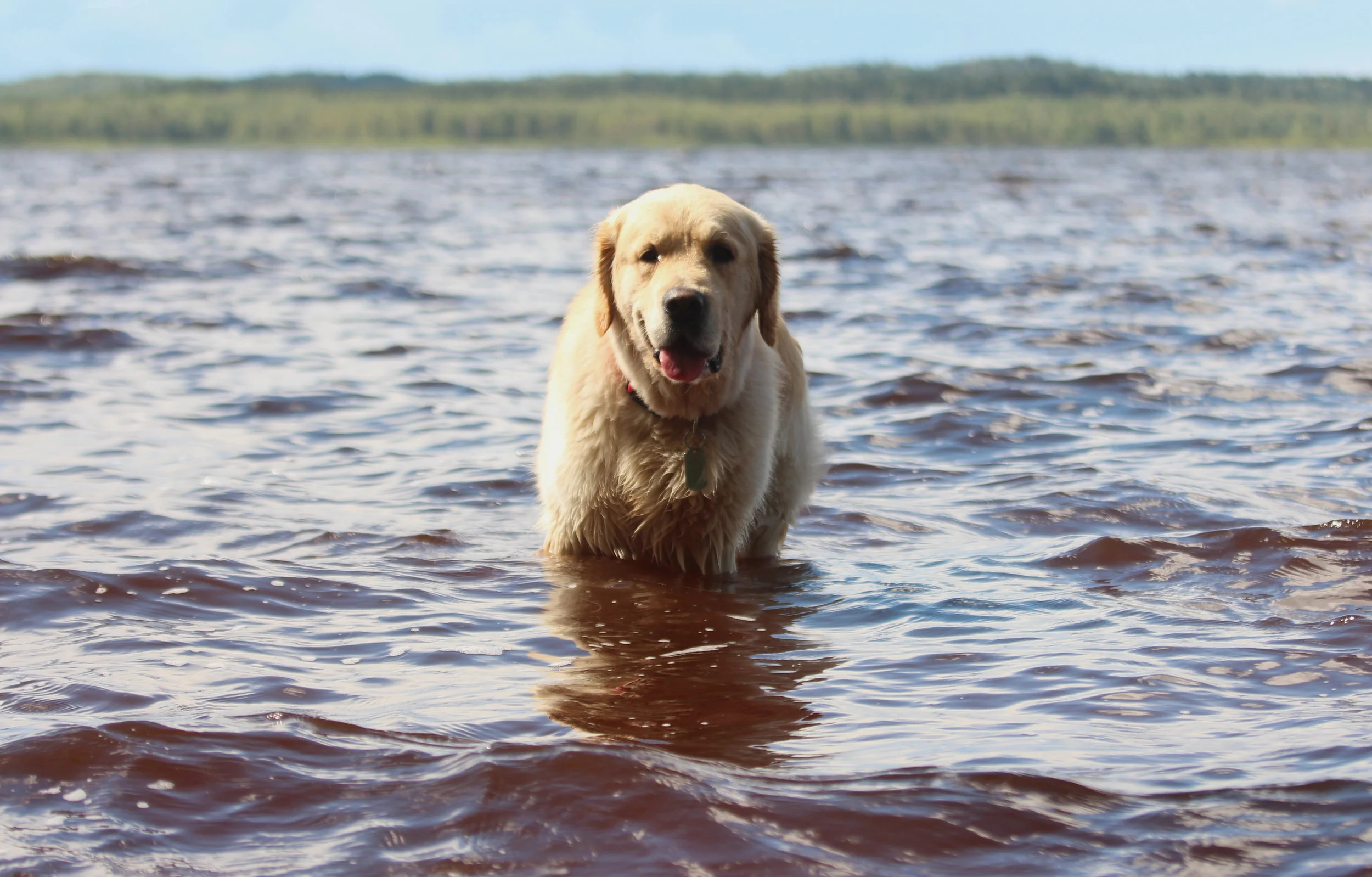 Low Country Dog1.jpeg