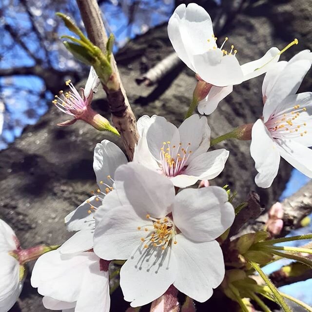 As the cherry blossoms come to and end here in Tokyo, it is with great regret that we have to cancel the spring semester of study for JS students here in Tokyo due to the COVID-19 virus. We hope that everyone will stay safe and healthy during this pa