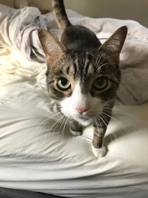 Cat Visits.jpg