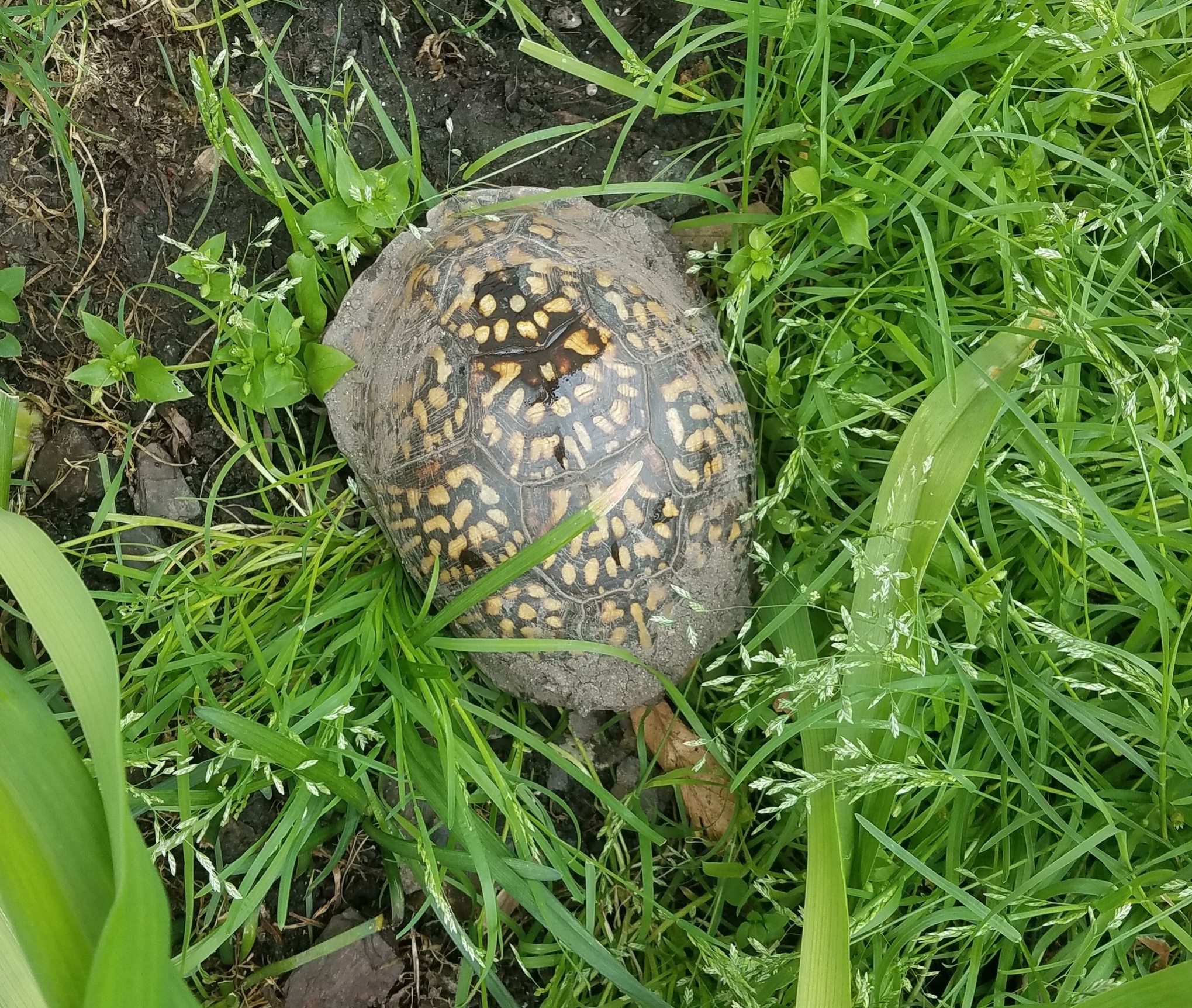 This is Tommy. Or Clyde. Depends on who you ask. He comes back every year and likes to stop me from weeding...or at least that's my excuse while he's in that garden. He stays for a few days, and then he's gone. Hey Tommy/Clyde my weeds are back, I need you again!