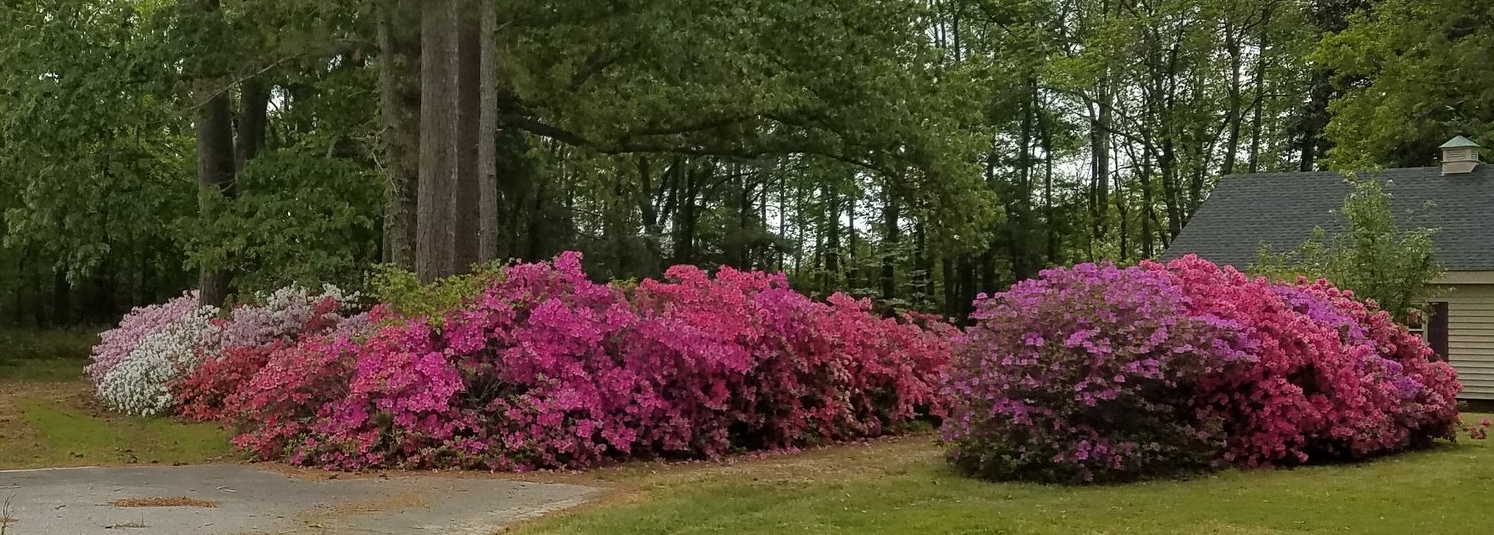How gorgeous are these azaleas? I wish they were mine, but they aren't. I was lucky I didn't get arrested for trespassing so I could take the picture. But, hey, if you're gonna have bushes this beautiful, don't you expect crazy people like me to take pictures? (Okay, I didn't really trespass. I stayed in the street like a good, law-abiding citizen.)